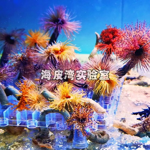 海洋活宠物羽毛管虫珊瑚海缸软管虫珊瑚海水造景生物好养易活新手