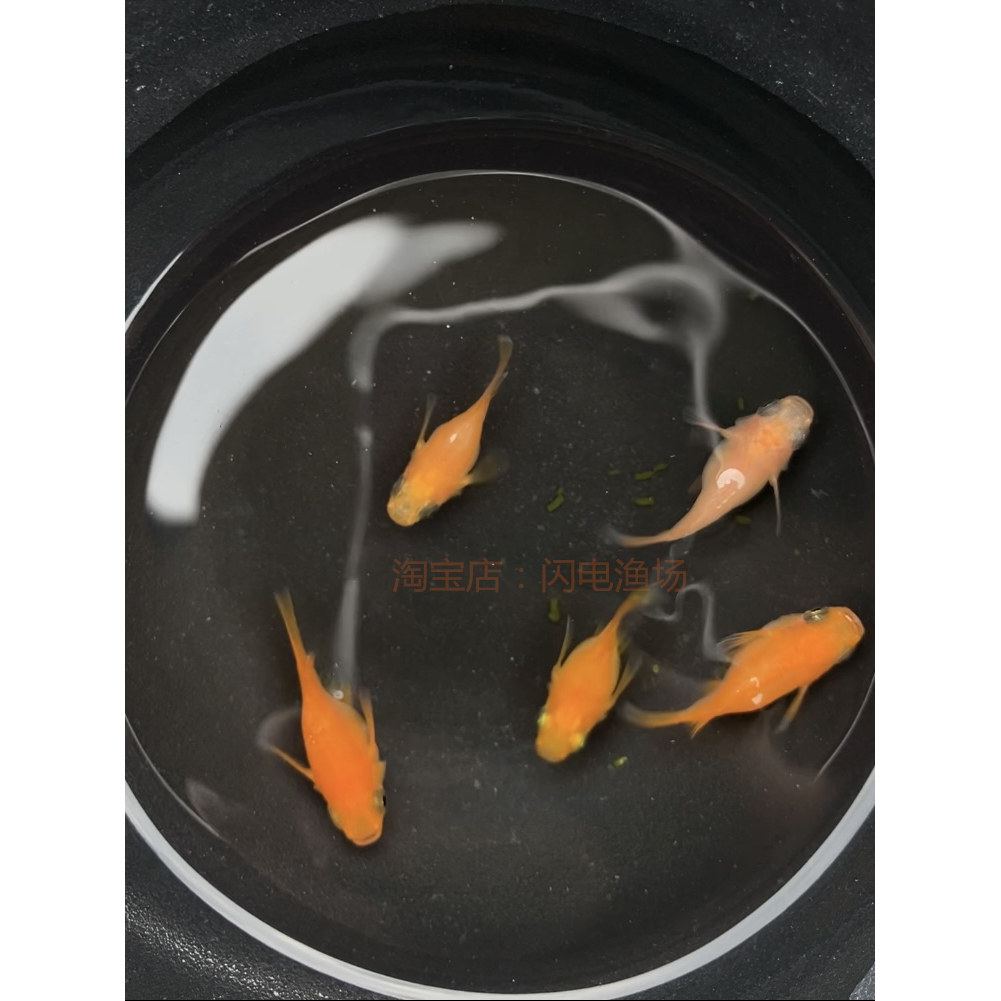 观背青鳉初恋球体短球短体观赏鱼小鱼亚成成鱼精品观赏青鳉鱼鱼卵
