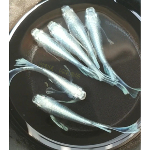 观背青鳉真长鳍天使之翼机械春大蛇短鳍观赏鱼成鱼精品观赏青鳉鱼