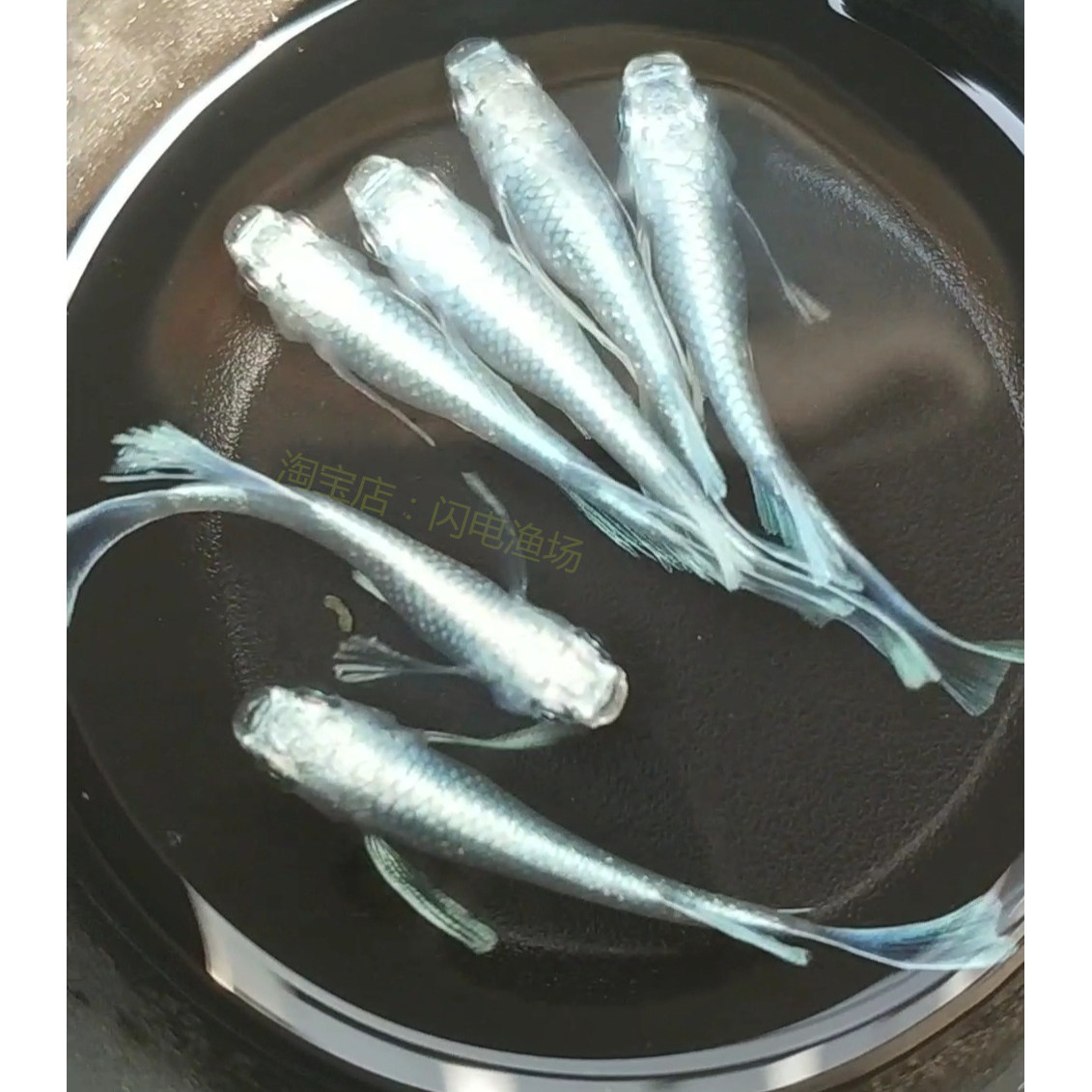 观背青鳉真长鳍天使之翼观赏鱼小鱼成鱼精品观赏青鳉鱼很好养