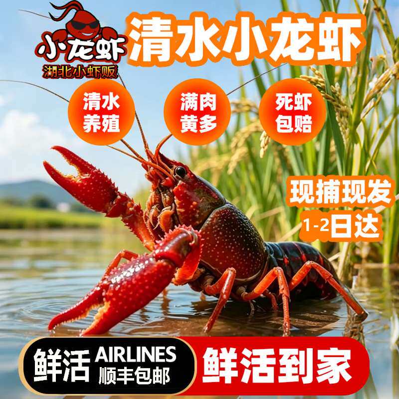 湖北小龙虾鲜活现捕小龙虾淡水养殖4567钱死虾包赔满肉黄多中大虾
