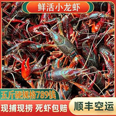 5斤小龙虾鲜活超大特大789钱湖北新鲜水产清水养殖活虾河虾包邮