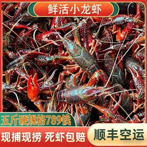 5斤小龙虾鲜活超大特大789钱湖北新鲜水产清水养殖活虾河虾包邮