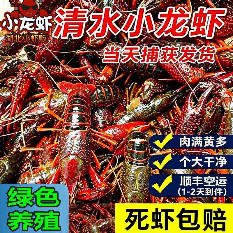鲜活小龙虾新鲜活虾湖北潜江清水龙虾特大青红壳小龙虾活顺丰包邮