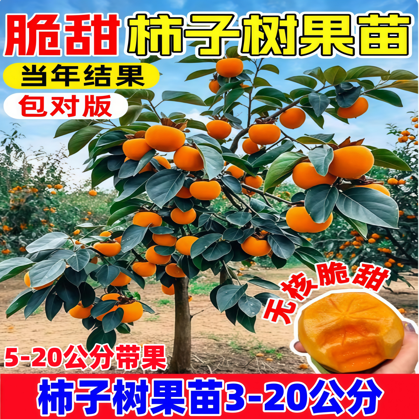 脆甜无核柿子树果苗牛心火晶盆栽南方北方四季种植庭院果树特大号