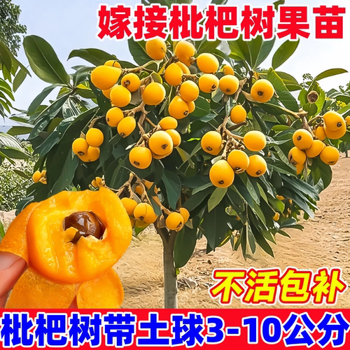特大枇杷树苗果苗大果大五星白玉琵琶果树苗嫁接批把树当年结果树