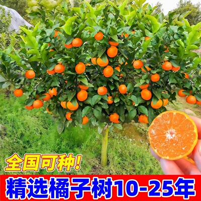 砂糖橘树苗地栽盆栽南方北方种植橘子树苗柑桔果树果苗嫁接桔子树