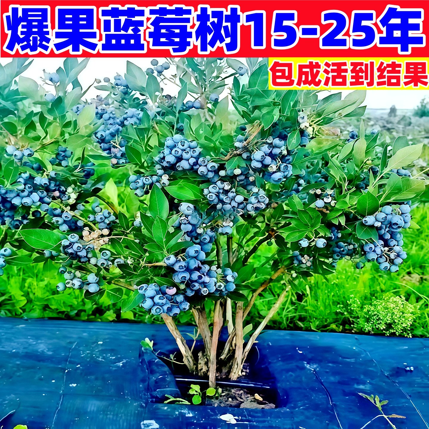 特大号蓝莓树果苗盆栽地栽花香f6南方北方庭院果四季种植当年结果,鲜花速递/花卉仿真/绿植园艺,果树,淘宝优惠券,粉丝福利购,淘宝优惠卷