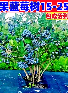 特大号蓝莓树果苗盆栽地栽花香f6南方北方庭院果四季种植当年结果
