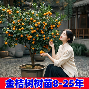 脆皮金桔树带果庭院地栽橘子树大树阳台盆栽蜜糖金桔树苗当年结果