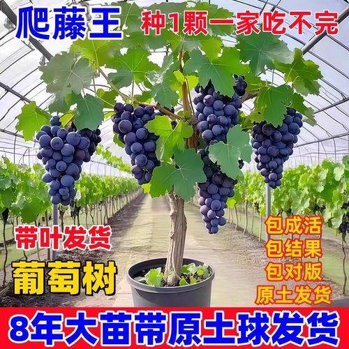 阳光玫瑰葡萄树苖巨峰果树无籽四季种植盆栽南方北方耐寒庭院爬藤