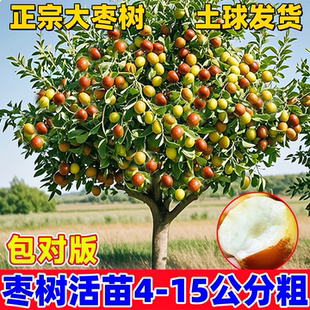 枣树活苗脆甜沾化冬枣冰糖葫芦潘枣树活苗南方北方庭院果树