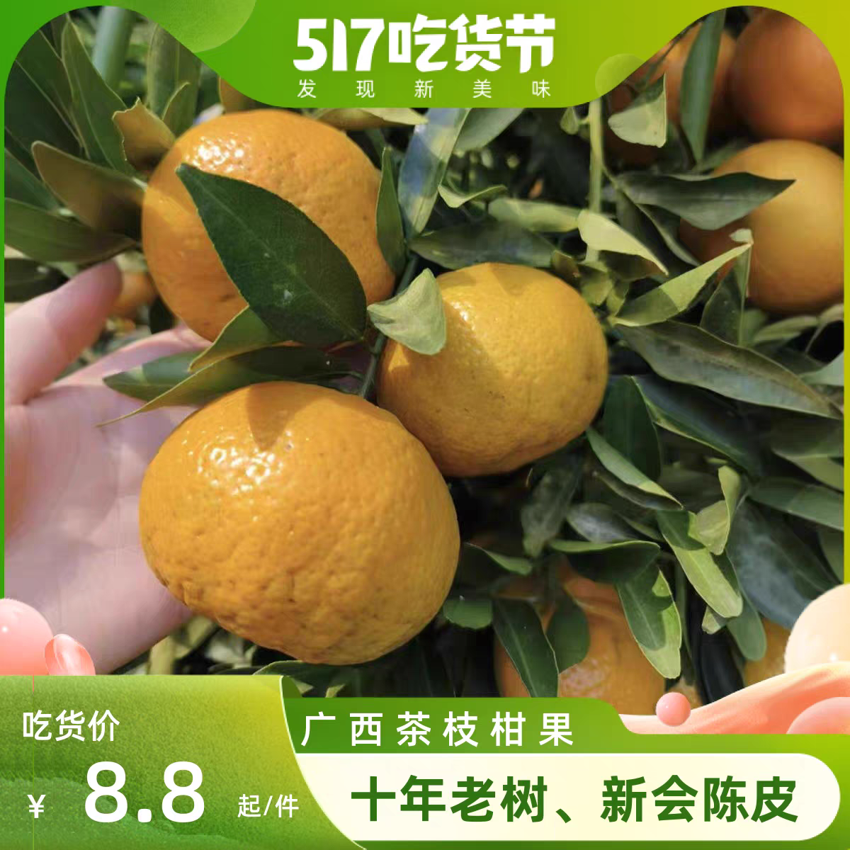 【晒陈皮专用果实】新会柑茶枝柑 大红二红柑 陈皮鲜果 现摘 生果