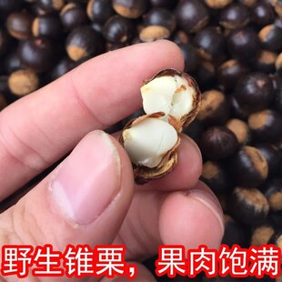 江西野生新鲜米椎子 尖栗子锥栗坚果干货小板栗甜糯第一名 小油票