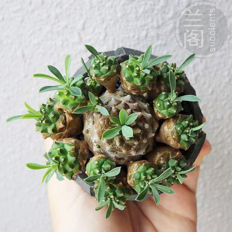 大戟科峨眉山价格 大戟科峨眉山图片 星期三 大戟科峨眉山价格 大戟科峨眉山图片 星期三