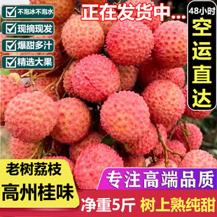 2026年正宗广东省茂名市老树高州荔枝桂味荔枝新鲜水果空运直达