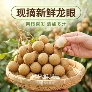 【空运直达】广东高州龙眼新鲜一级石硖龙眼5斤现摘现发储良高州