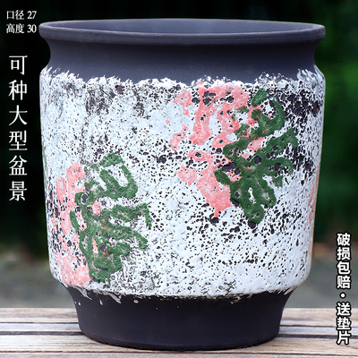 特大号室内天堂鸟发财树绿植花盆