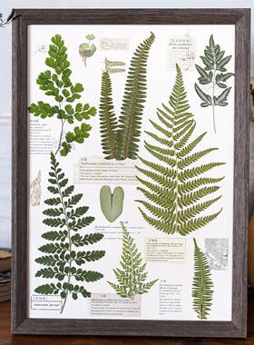 真植物标本装饰画蕨类热植ins风背景墙家居装饰挂画组画