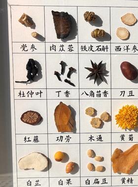 中药墙材标本药食同源摆件文创