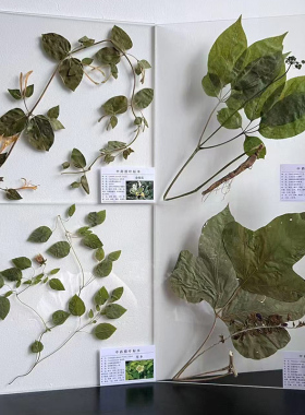 标本中草药中药材中药药材植物腊