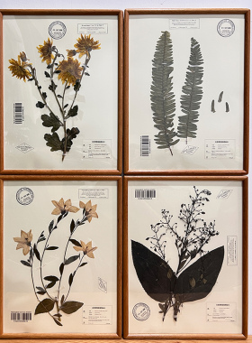 实木植物标本装饰画科普精