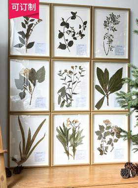 中药材原生植物标本中药装饰画框挂画纯植物教学学校生物课素材