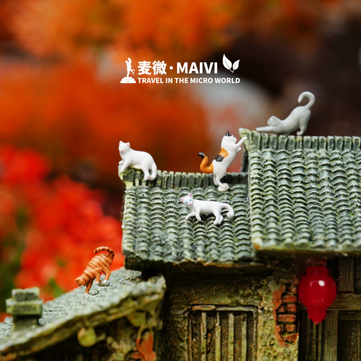 1:64麦微人偶 猫撸猫逗猫宠物微景观摆件微缩模型配沙盘场景动物