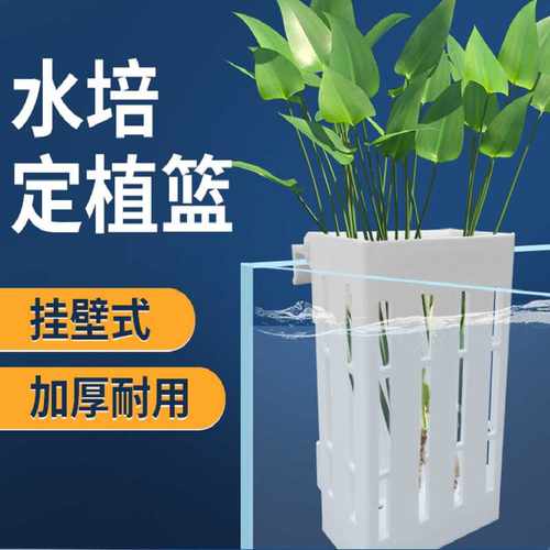 水培植物篮鱼缸壁挂式绿萝