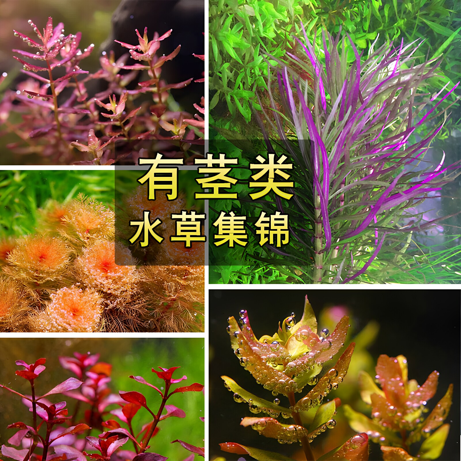 鱼草缸造景中后景有茎水草绿菊宫廷水族箱装饰懒人真水草植物新疆