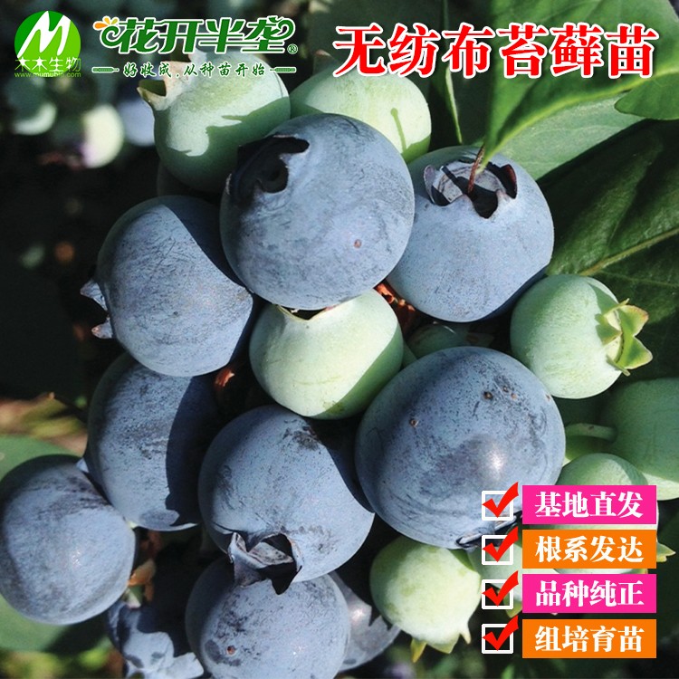 木木生物蓝莓苔藓苗根系好组培苗
