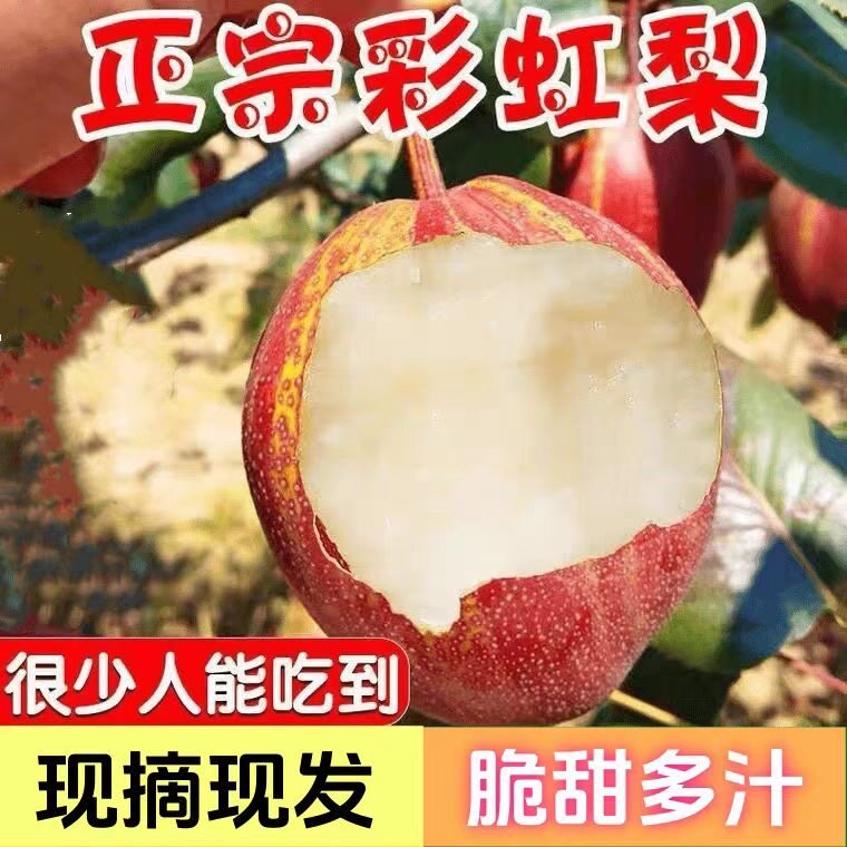 【顺丰】彩虹梨当地四川特产彩虹梨