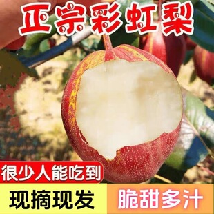 【顺丰】彩虹梨当地四川特产彩虹梨多汁新鲜水果当季清甜多汁美味
