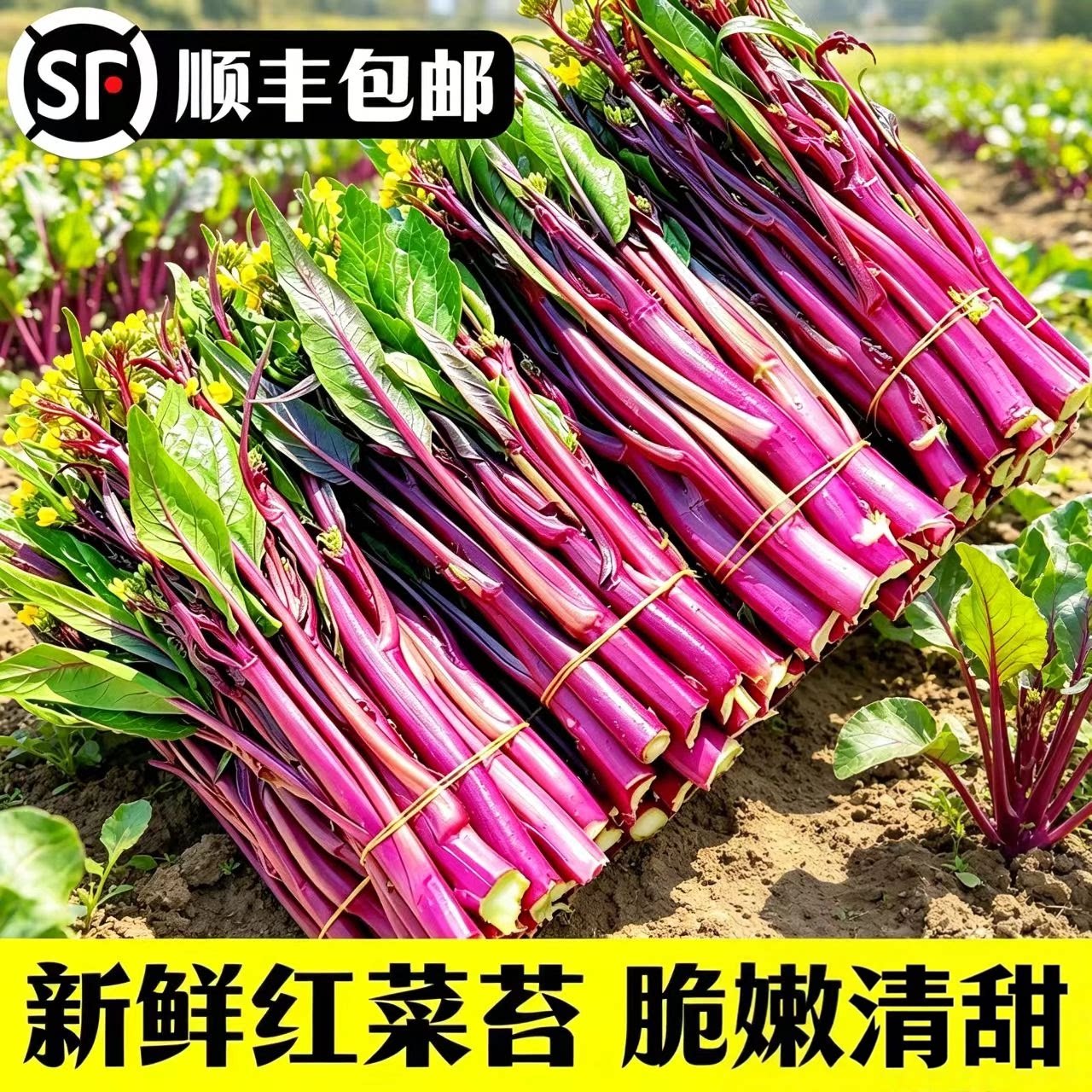 【顺丰包邮】新鲜红菜苔现摘现发叶菜类