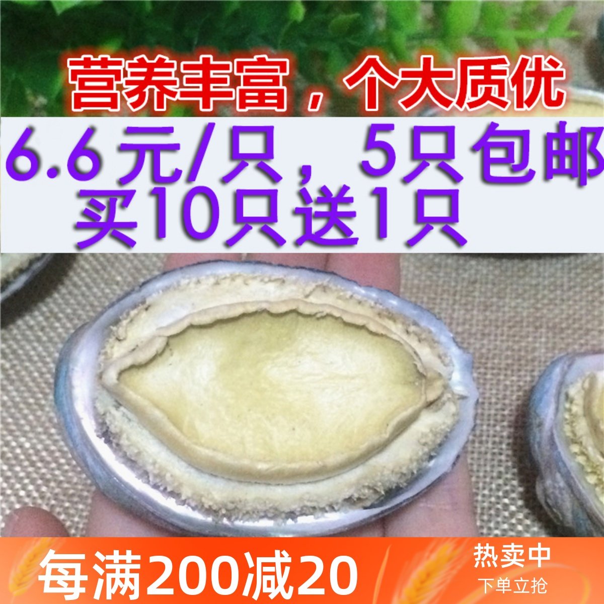 大连特产干鲍鱼冻干活鲍鱼带壳海鲜干货特产滋补佳品孕妇食用