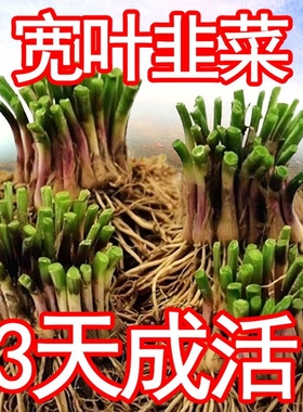 韭菜根苗现挖宽叶紫红根韭菜苗农家本土四季阳台盆栽种菜籽蔬菜苗
