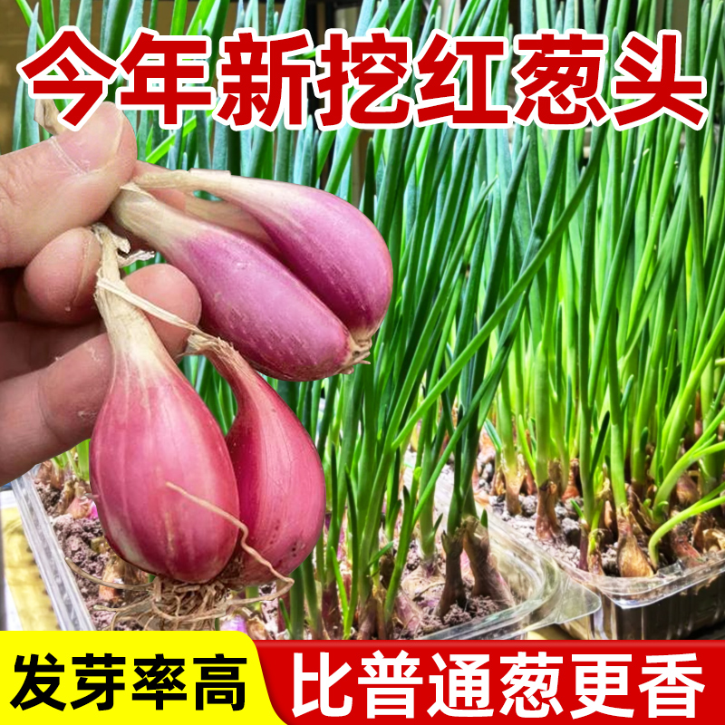 香葱种头红葱头种盆栽四季蔬菜