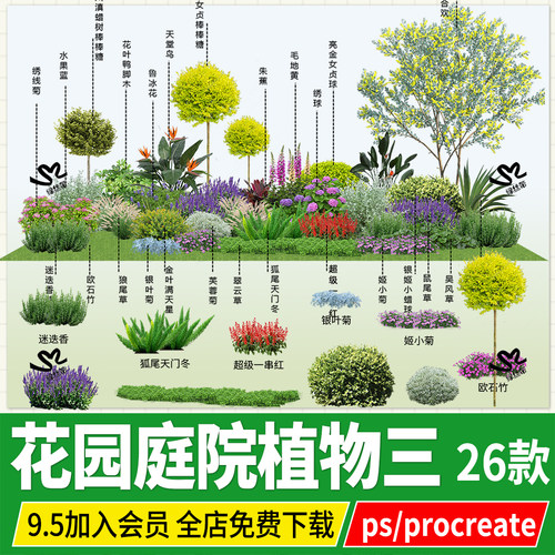 png鲁冰花绣球朱焦天堂鸟龙舌兰翠云草满天星ps素材psd procreate