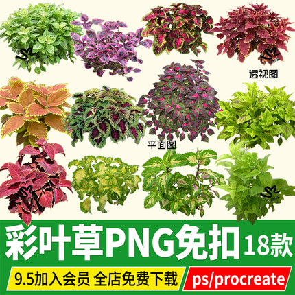 png彩叶草五彩苏紫苏草本地被psd免扣PS素材procreate