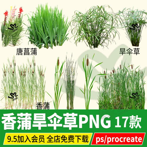 ps香蒲旱伞草风车草河道水生植物滨水湿地景观效果图png素材psd