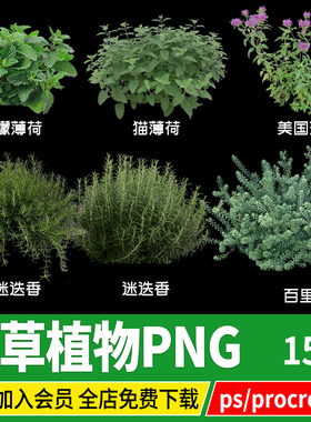 香草植物迷迭香美国薄荷猫薄荷百里香psd免扣ps素材procreate png