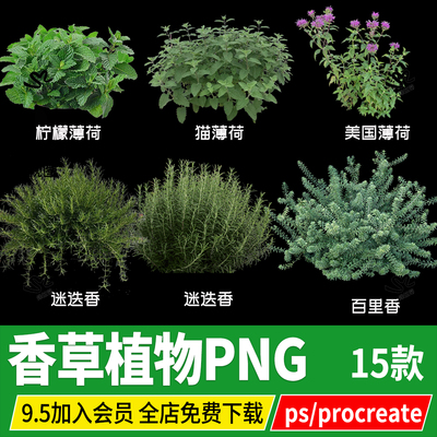 香草植物迷迭香美国薄荷猫薄荷百里香psd免扣ps素材procreate png