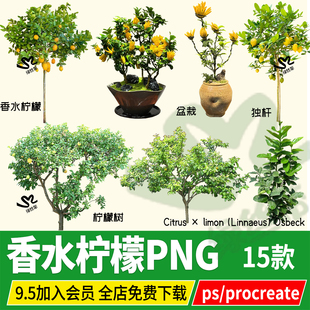 procreate香水柠檬hdr单独杆棒棒糖PSD PNG素材ps柠檬树盆栽果树