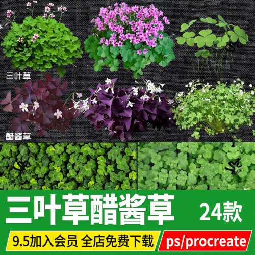 PNG三叶草四叶车轴草白花紫花酢浆草贴图PSD免扣ps素材procreate