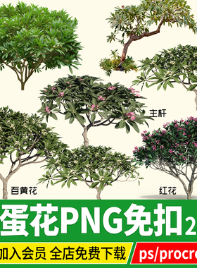 PNG鸡蛋花结香黄瑞香白花花红花黄色丛生PSD免扣PS素材procreate