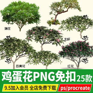 PNG鸡蛋花结香黄瑞香白花花红花黄色丛生PSD免扣PS素材procreate