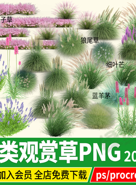观赏草png花镜粉黛乱子草芒草狼尾草蓝羊茅芦苇草丛单体PSD素材ps