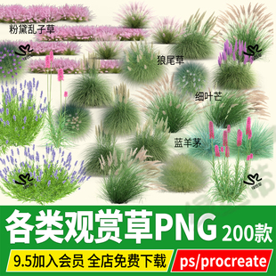 观赏草png花镜粉黛乱子草芒草狼尾草蓝羊茅芦苇草丛单体PSD素材ps