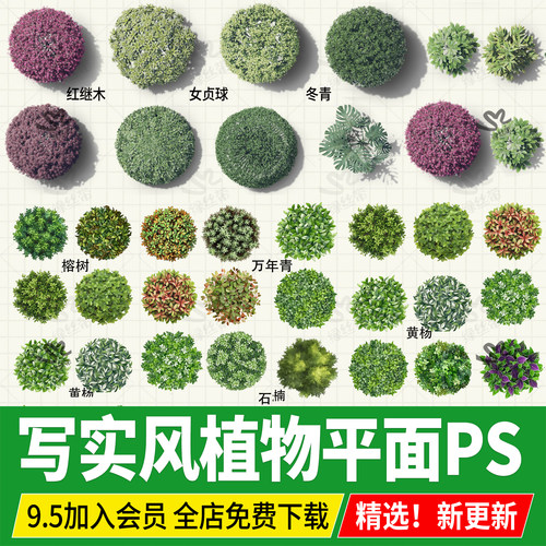 psd灌木球灌木平面树球形植物彩平图ps素材png procreate景观灌木
