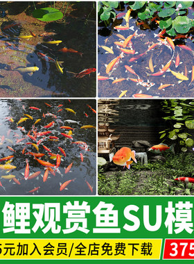 鱼池日本锦鲤鱼群鱼缸水族箱观赏鱼庭院金鱼热带鱼su模型草图大师